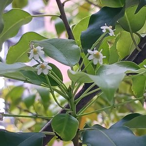 ソヨゴ,街路樹,かわいい♡,樹木の花,雌雄異株の画像