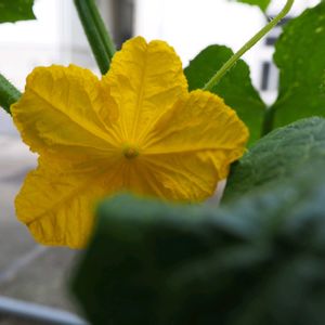 キュウリ,プランター野菜,ミラーレス一眼の画像