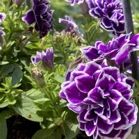 キンギョソウ・トゥイニー,プリムラオブコニカ,ペチュニア 花衣 藍染,花のある暮らし,見切り品の画像