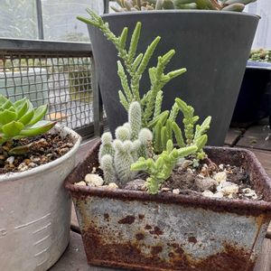 寄せ植え,多肉植物,サビサビ,サビサビ雑貨,サビサビ好きの画像