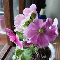 プリムラオブコニカの画像