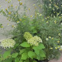 アナベル,ジャーマンカモミール,伊予獅子手毬,緑のある暮らし,ありがとう♡の画像