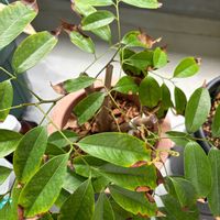 ライチ,果樹栽培,ベランダの画像
