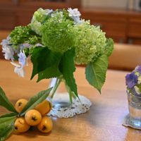アナベル,アジサイ 隅田の花火,びわの実の画像