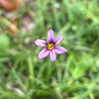 ニワゼキショウ,庭石菖,写真がうまく撮れない,小さな庭の画像