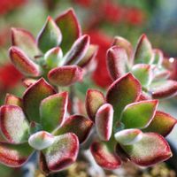 セダム,エケベリア,エケベリア　ハムシー,セダム　レッドベリー,多肉植物の画像