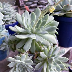 エケベリア,多肉植物,エケベリア属,多肉大好き,花のある暮らしの画像