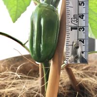 ピーマン,ビギナー野菜,野菜成長記録,家庭菜園,ベランダの画像