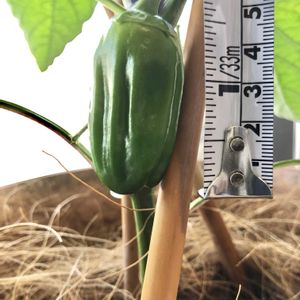 ピーマン,ビギナー野菜,野菜成長記録,家庭菜園,ベランダの画像