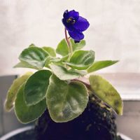 セントポーリア,セントポーリア　グレース,観葉植物,苔玉,インドアグリーンの画像