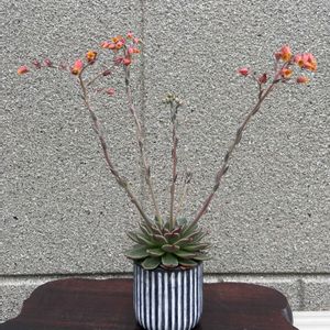 エケベリア ルドルフ,エケベリア ルドルフ,ルドルフ,#多肉#多肉植物#たにく,庭の画像