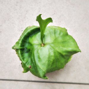 コウモリラン,ビカクシダ,ビカクシダ リドレイ,コウモリラン リドレイ,観葉植物の画像