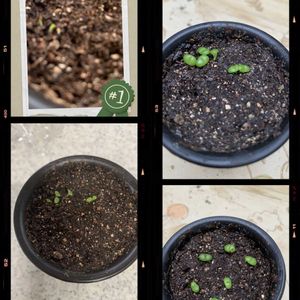 モニラリア,母の日プレゼント,小さな芽,嬉しいプレゼント☆,すくすく育ってね♡の画像