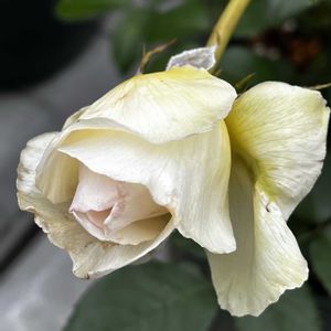 接ぎ木,ばら バラ 薔薇の画像