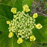 ガクアジサイの画像