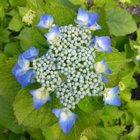 ガクアジサイの画像