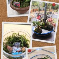 ハーブ,思い出,苔テラリウム,愛知豊明花き地方卸売市場,お出かけ先の画像