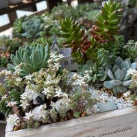 多肉寄せ植え,多肉箱庭,ベランダガーデニング,多肉植物のある暮らしの画像