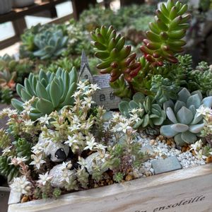 多肉寄せ植え,多肉箱庭,ベランダガーデニング,多肉植物のある暮らしの画像