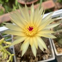 サボテン,ムラサキツユクサ,フィカス・ティネケ,クチナシの花,ノトカクタス バンブリュの画像