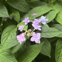 山あじさい,ガクアジサイ,常山アジサイ 碧の瞳,アナベル 白,庭のブルーのアジサイの画像