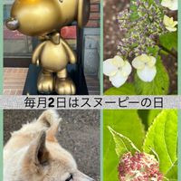 アジサイ,アナベル,アナベル,ガクアジサイ,ガクアジサイの画像