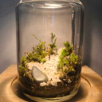 ヒノキゴケ,スナゴケ,苔テラリウム,初めての苔テラリウムの画像