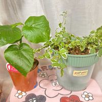 ウンベラータ,ウンベラータ,プミラ,プミラ,観葉植物の画像