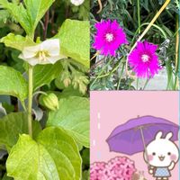 バラ,バラ,ホオズキ,ホオズキ,マツバギクの画像