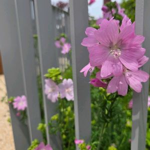 ダイヤーズカモミール,ダイヤーズカモミール,ジャコウアオイ(ムスクマロウ),養蜂箱,コウヤカミツレ(紺屋加蜜列/ゴールデンマーガレット)の画像