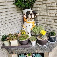 サボテン,多肉植物,サボテン科,多肉植物 エケベリア,可愛いの画像