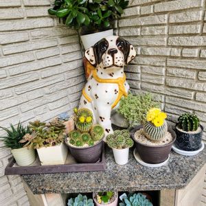 サボテン,多肉植物,サボテン科,多肉植物 エケベリア,可愛いの画像