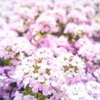 タイム,クリーピング タイム,お花,ピンクの花,ピンクのお花の画像