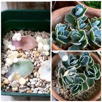 胡蝶の舞,多肉植物,葉挿し,挿し木の画像