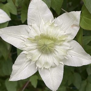 花のある暮らし,母の日のプレゼント,緑のある暮らし,お庭のお花,クレマチス・白万重の画像