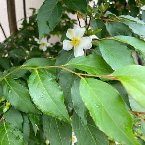 ヒメシャラの画像