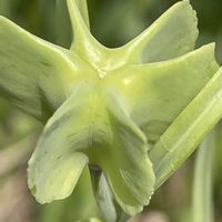 バイモ,花壇,ガーデニング,山野草,ユリ科の画像