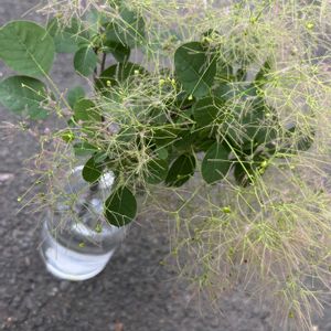 スモークツリー,ドライフラワー,鉢植え,花瓶,植えっぱなしの画像
