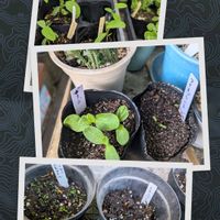 アイスプラント,レモンバーム,バタフライピー,ポリジ,ハーブの画像