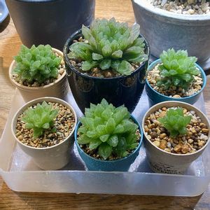 オブツーサ,子どもたち,オブツーサ親株,多肉植物,子株の画像