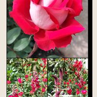 クレマチス,ポピー,群馬県,旅行中,ばら バラ 薔薇の画像