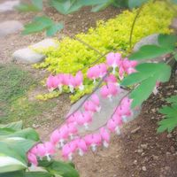 タイツリソウ（ケマンソウ）,札幌からの画像