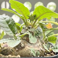 ドルステニア・フォエチダ,ドルステニア ヒルデブランドティー,ドルステニア愛でる会,多肉植物,塊根植物の画像