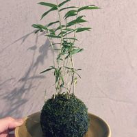 苔玉,久しぶりの投稿の画像