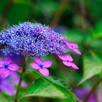 ヒメエニシダ,セイヨウオトギリソウ(セントジョーンズワート),公園,散歩,梅雨の画像