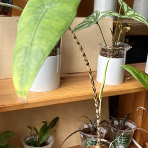 アロカシア,アロカシア・ゼブリナ,観葉植物,ハイドロカルチャー,サトイモ 科の画像