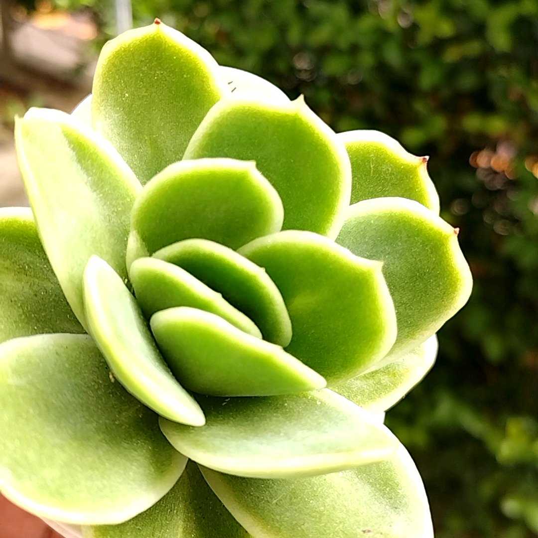 ★エケベリア ラズアガHYD(錦) j0714-057 (農園プラティナ)(同梱発送) 韓国苗 / 多肉植物 / サボテン) ラズアガ錦 \u2013 多肉植物の通販・販売サイト tawawa