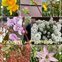 ハナニラ,アセビ,イベリス,スイセン,ネコヤナギの画像