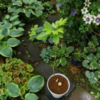 カクレミノ,観葉植物,庭木,半日陰,シェードガーデンの画像