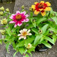 ジニア,ニーレンベルギア,マリーゴールド,ジニアプロフュージョン,フレンチマリーゴールドの画像